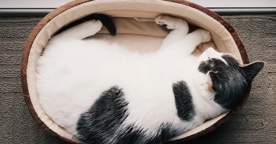 Spoil Your Fur Babies With These 7 Cat Must Haves