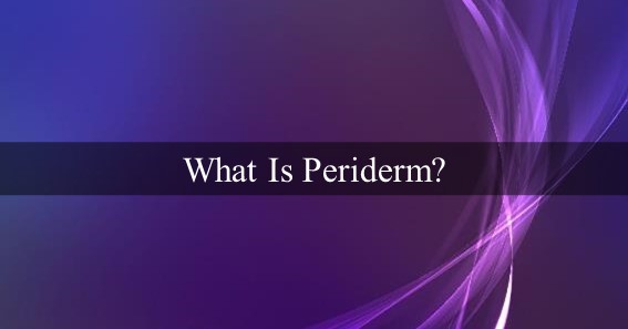 What Is Periderm